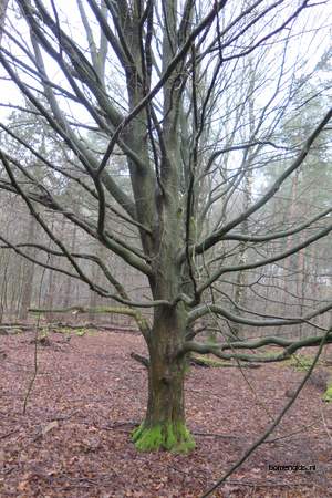  picture  Haagbeuk |Carpinus_betulus