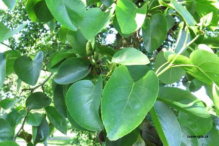  picture  Hartbladige_els |Alnus_cordata