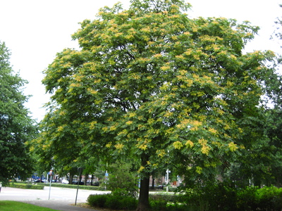  picture  Hemelboom |Ailanthus_altissima
