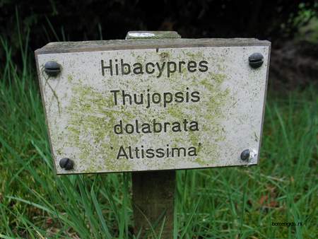  picture  Hibacypres |Thujopsis_dolabrata
