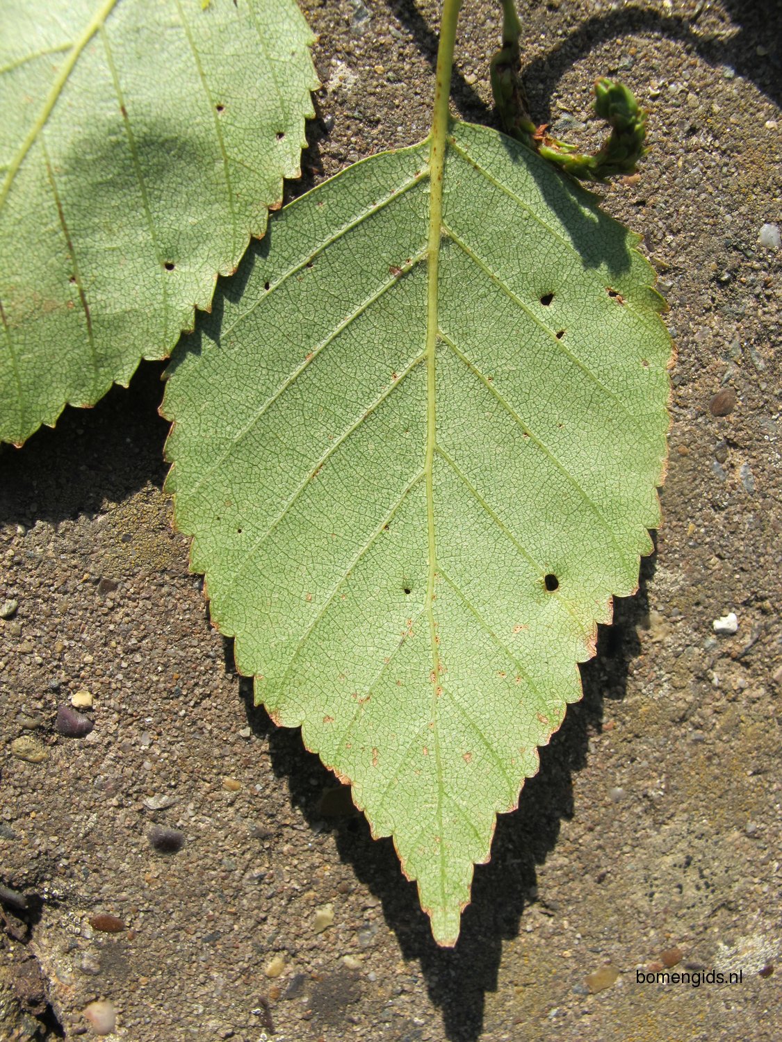 Форма листьев ольха. Ulmus rubra.