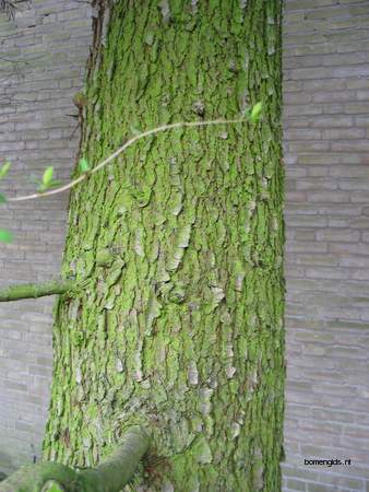  picture  Himalaya_ceder |Cedrus_deodara