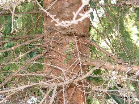  picture  Himalaya_ceder |Cedrus_deodara