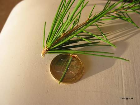  picture  Himalaya_ceder |Cedrus_deodara