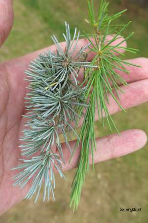  picture  Himalaya_ceder |Cedrus_deodara