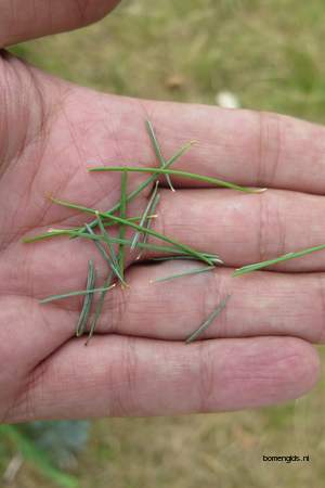  picture  Himalaya_ceder |Cedrus_deodara