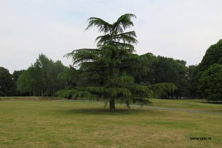  picture  Himalaya_ceder |Cedrus_deodara