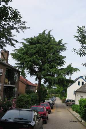  picture  Himalaya_ceder |Cedrus_deodara