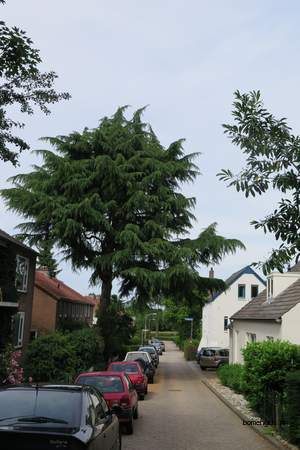  picture  Himalaya_ceder |Cedrus_deodara