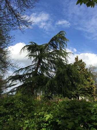  picture  Himalaya_ceder |Cedrus_deodara