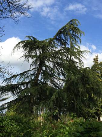  picture  Himalaya_ceder |Cedrus_deodara