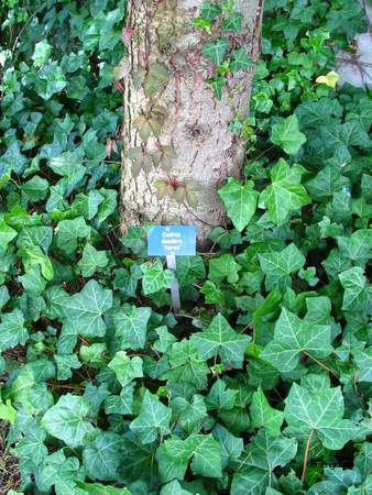  picture  Himalaya_ceder |Cedrus_deodara