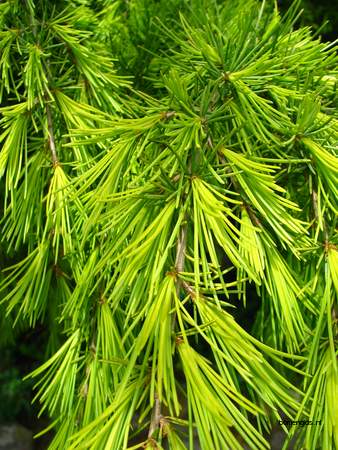  picture  Himalaya_ceder |Cedrus_deodara