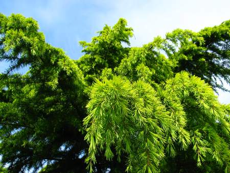  picture  Himalaya_ceder |Cedrus_deodara