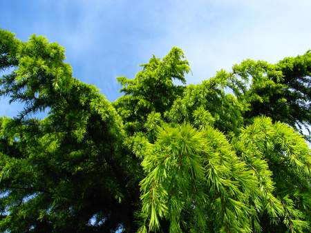  picture  Himalaya_ceder |Cedrus_deodara