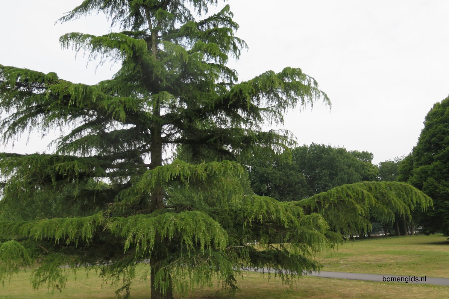 Himalaya-Zeder Baumsamen - Hardy Deodar Cedar Samen Für Garten & Anpflanzung
