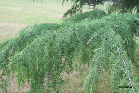  picture  Himalaya_ceder |Cedrus_deodara