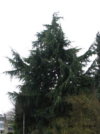  picture  Himalaya_ceder |Cedrus_deodara