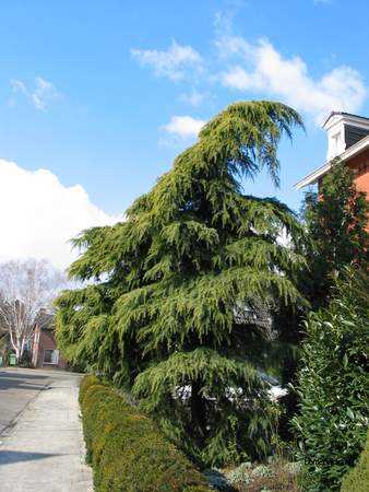  picture  Himalaya_ceder |Cedrus_deodara