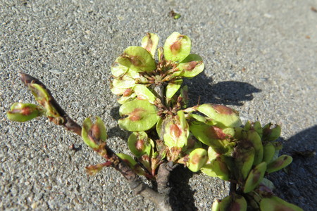 Leaf picture  Hollandse iep ( Ulmus hollandica)