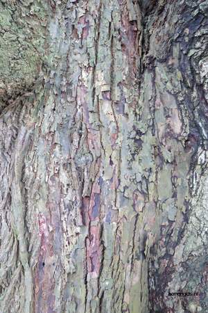  picture  Hollandse_linde |Tilia_x_vulgaris