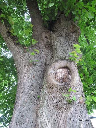  picture  Hollandse_linde |Tilia_x_vulgaris