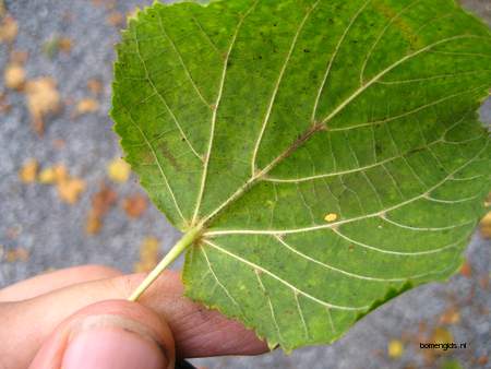  picture  Hollandse_linde |Tilia_x_vulgaris