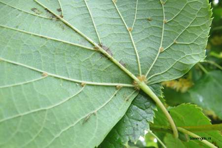 picture  Hollandse_linde |Tilia_x_vulgaris