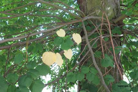  picture  Hollandse_linde |Tilia_x_vulgaris