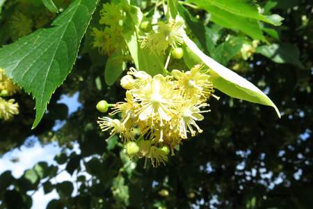  picture  Hollandse_linde |Tilia_x_vulgaris