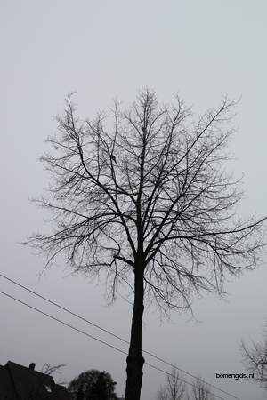  picture  Hollandse_linde |Tilia_x_vulgaris