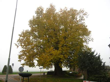  picture  Hollandse_linde |Tilia_x_vulgaris