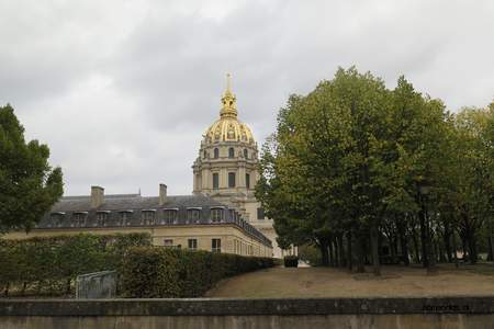  picture  Hollandse_linde |Tilia_x_vulgaris