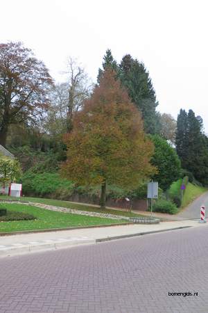  picture  Hollandse_linde |Tilia_x_vulgaris