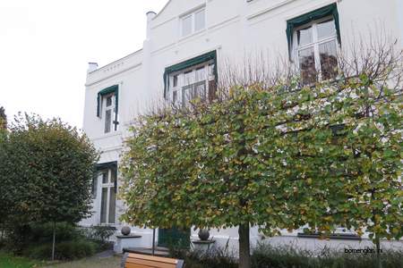  picture  Hollandse_linde |Tilia_x_vulgaris