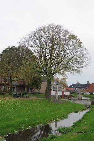  picture  Hollandse_linde |Tilia_x_vulgaris