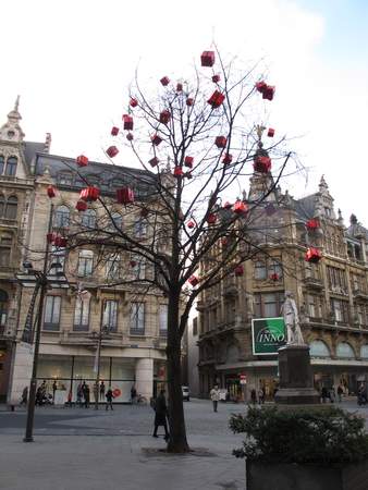  picture  Hollandse_linde |Tilia_x_vulgaris