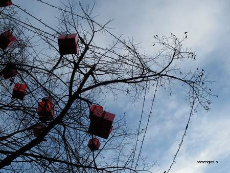  picture  Hollandse_linde |Tilia_x_vulgaris