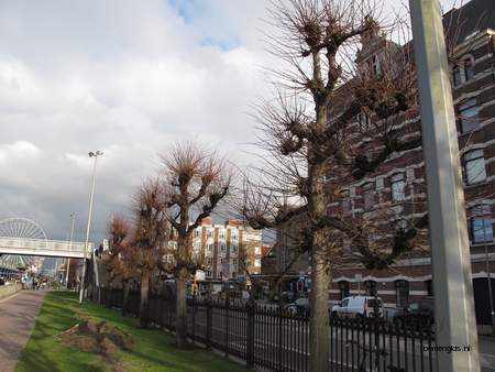  picture  Hollandse_linde |Tilia_x_vulgaris