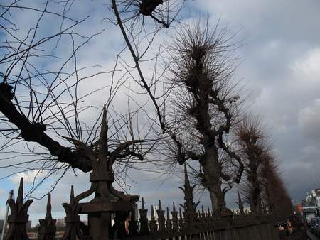  picture  Hollandse_linde |Tilia_x_vulgaris