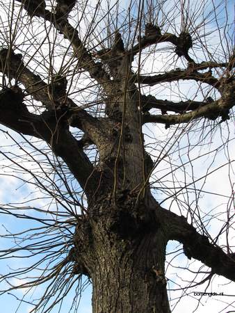  picture  Hollandse_linde |Tilia_x_vulgaris