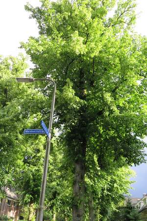  picture  Hollandse_linde |Tilia_x_vulgaris