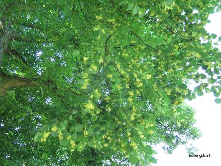  picture  Hollandse_linde |Tilia_x_vulgaris