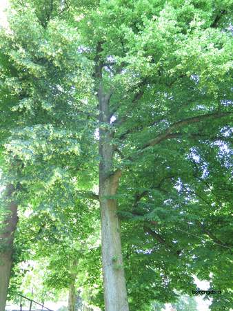  picture  Hollandse_linde |Tilia_x_vulgaris