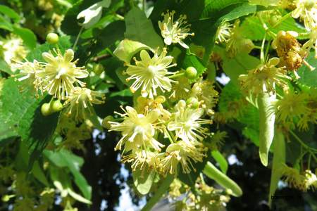  picture  Hollandse_linde |Tilia_x_vulgaris