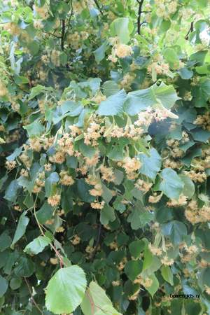  picture  Hollandse_linde |Tilia_x_vulgaris