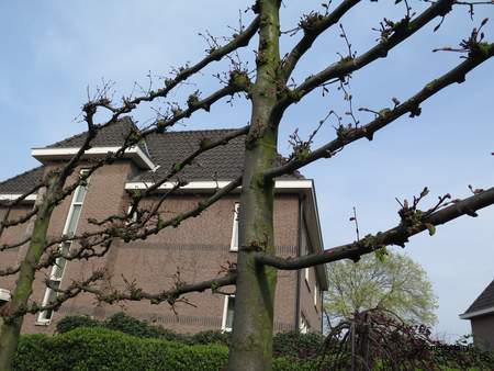  picture  Hollandse_linde |Tilia_x_vulgaris