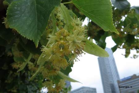  picture  Hollandse_linde |Tilia_x_vulgaris