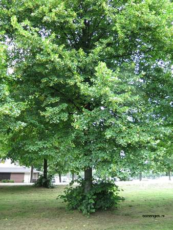  picture  Hollandse_linde |Tilia_x_vulgaris