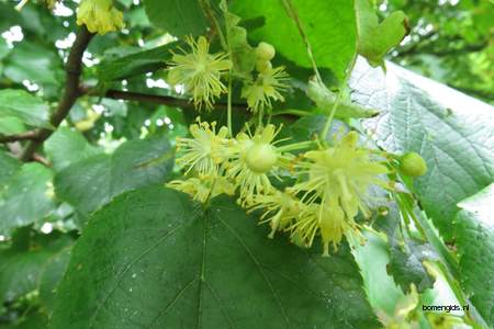  picture  Hollandse_linde |Tilia_x_vulgaris